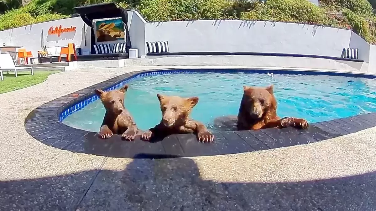@poolbearlife A mother bear and two bear cubs float in a swimming pool while resting their paws o...
