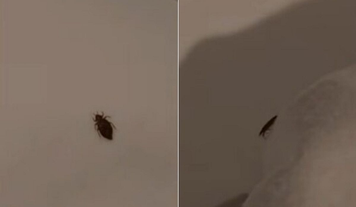 객실 두 번 옮겼는데 또 빈대... 부산 해운대 유명 호텔 “환불 불가”논란