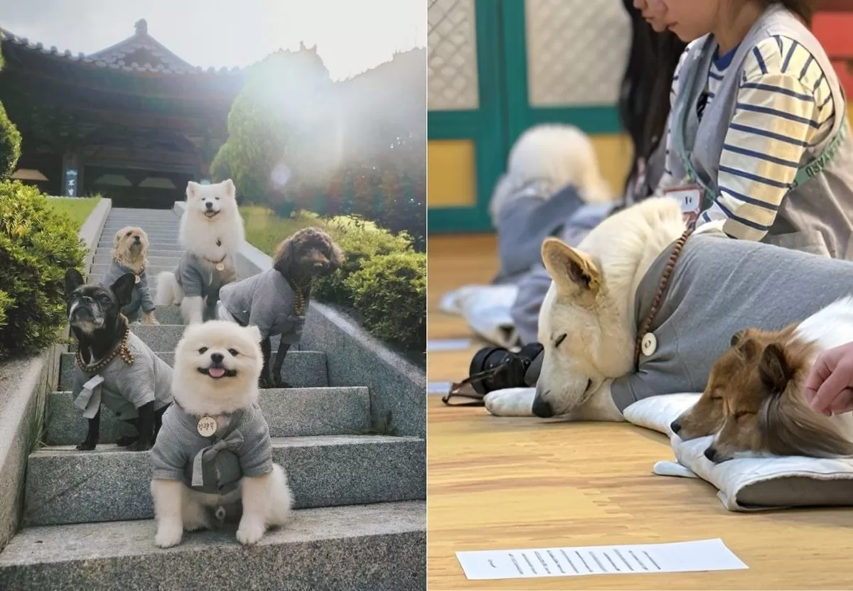 전용 사찰복을 입고 명상 체험 프로그램에 참여하는 반려견들