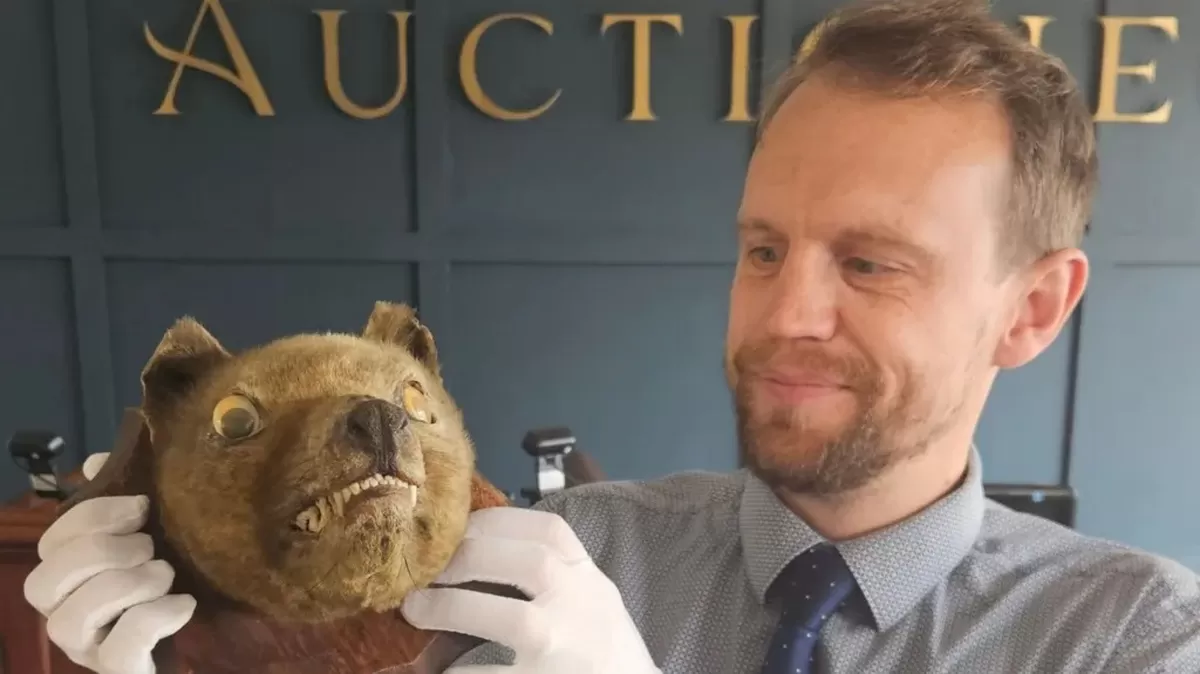 Auctioneum An auctioneer in white gloves holds up the taxidermy head of a thylacine mounted on a ...