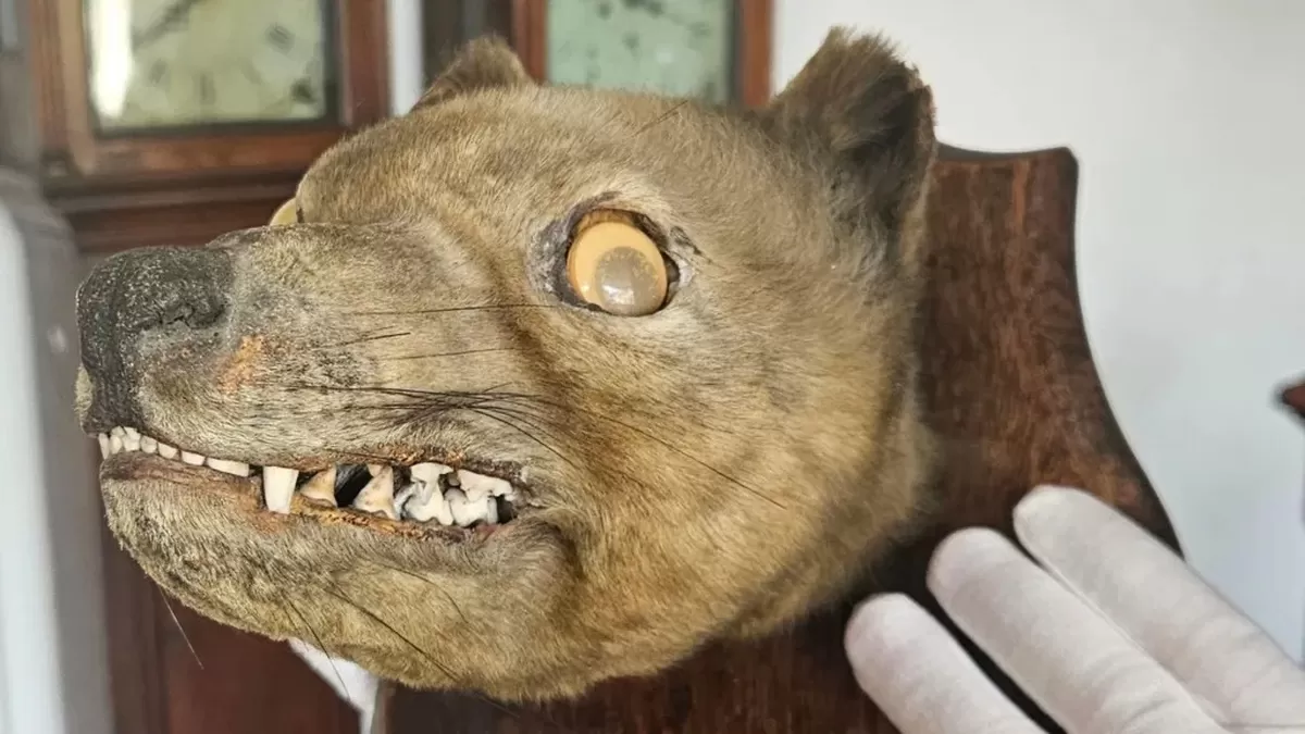 Auctioneum The side of the thylacine head mounted on a board that is held by a gloved hand. Its t...