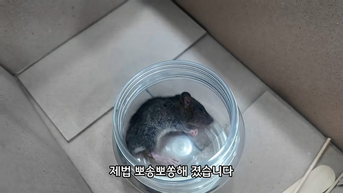 유튜브 '동행동물병원 | 동동행행'