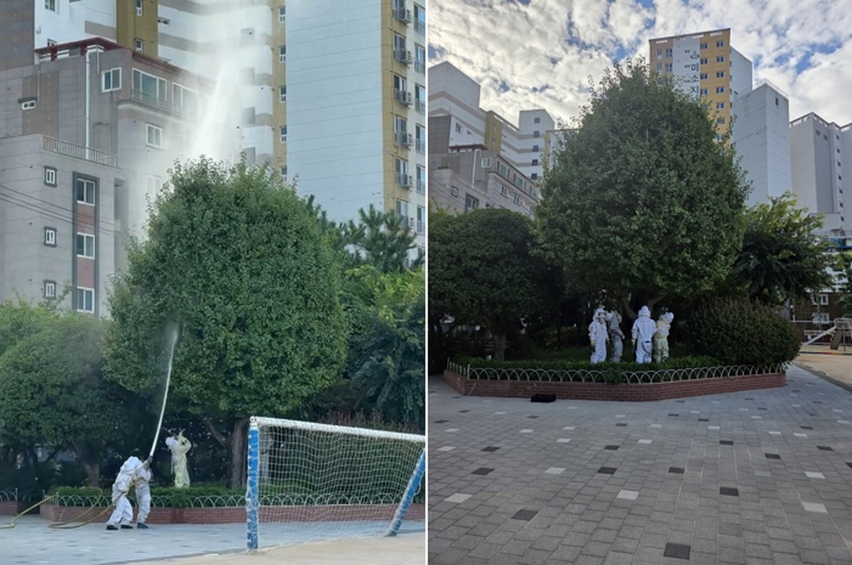 초등학교 정문 말벌 떼 습격... 운동하던 주민 8명 부상 70대 중상