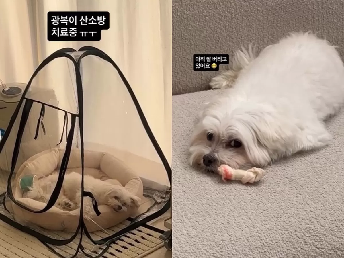 박성광, 심장병 악화된 광복이 새벽 응급실行....축 늘어진 모습에 비통
