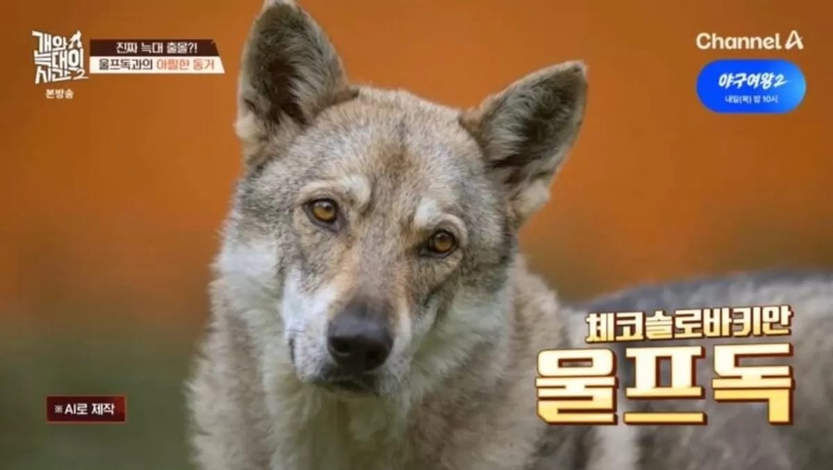 “손가락 감각 잃었다”...집에서는 순둥이, 밖에선 맹견 된 울프독의 충격 반전