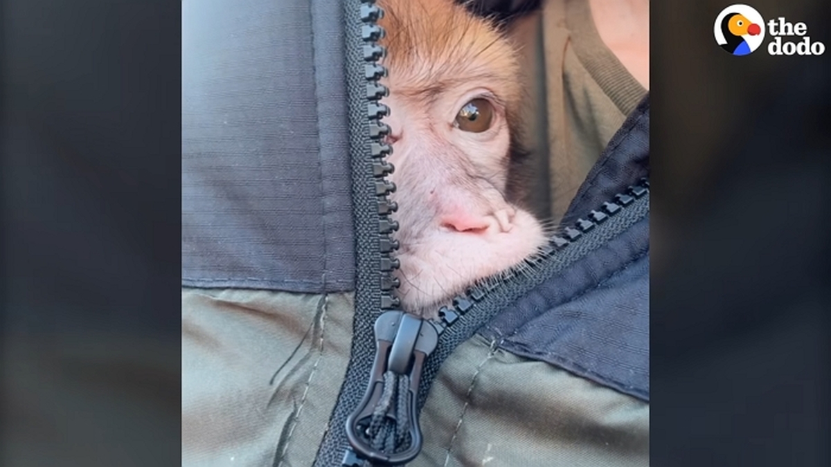 Monkey Used For Tourist Photos Is Finally Free After 10-Month Rescue Fight _ The Dodo 0-59 screenshot (1).jpg