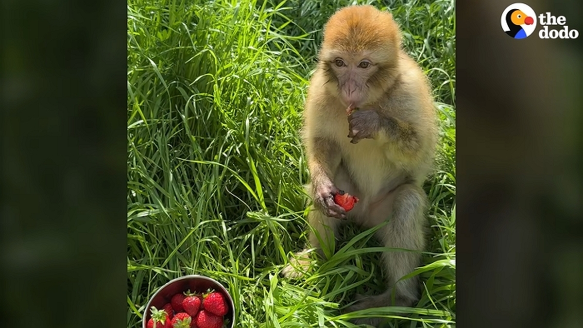 Monkey Used For Tourist Photos Is Finally Free After 10-Month Rescue Fight _ The Dodo 1-22 screenshot (1).jpg