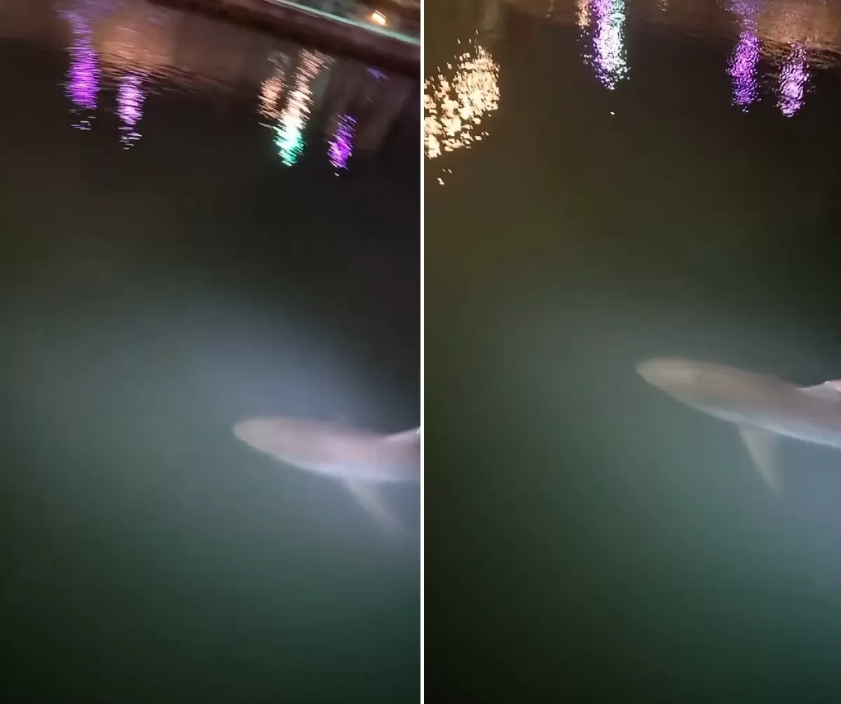 상어 ‘부캉이’ 보겠다고 한밤중 랜턴까지... 북항서 포착된 행동에 건강 우려 커졌다