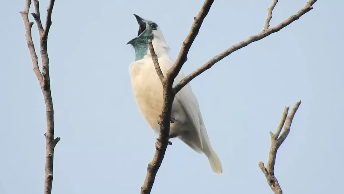 Listen to the loud bird songs of a male bare-throated bellbird in the Atlantic Forest of Brazil a...