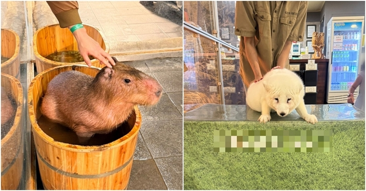 동물자유연대 