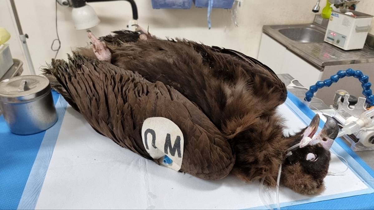 “야생동물 응급실이 무너진다”...구조센터 예산 15% 삭감 논란