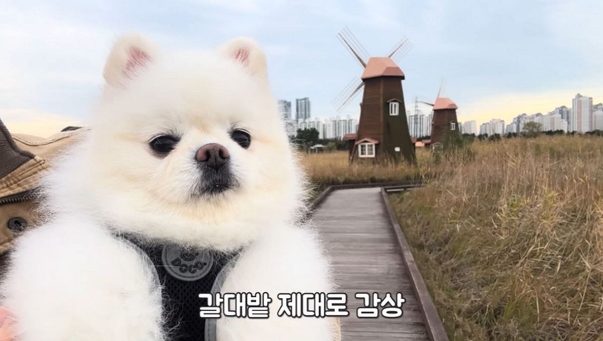 가을 타는 강아지랑 가을 만끽하고 온 소래습지생태공원 산책 코스