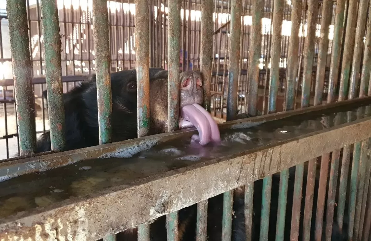 국내 한 사육곰 농가에서 지내고 있는 웅담채취용 곰이 좁은 철창 사이로 혀를 내밀어 물을 마시고 있다. 곰 보금자리 프로젝트 제공