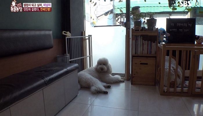 덩치 산만한데 ‘연예인병’ 걸려 주인에 업혀 다니는 ‘관종견’ 미남이